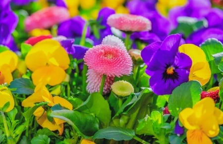 Garden flowers - freshness, colorful, park, spring, pansies, pretty, beautiful, flowers, garden