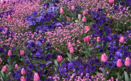 Spring flowers - skin, carpet, spring, pansy, pink, blue, tulip, texture, flower