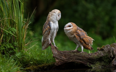 Do you love me? - owl, bird, pasari, barn owl, funny, bufnita, couple