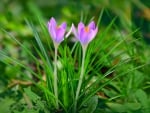 Crocuses