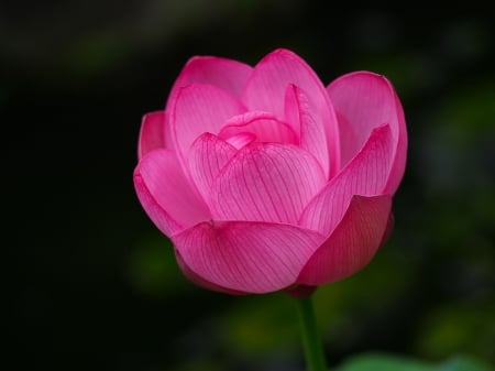 Lotus - lotus, flower, pink, waterlily