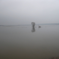 A spring river flooded by a tree