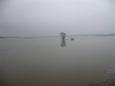 A spring river flooded by a tree - spring flooded tree, spring tree, river flood tree, flooded tree