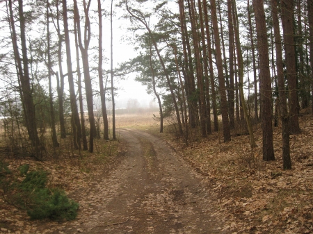 Spring forest - fruhlings wald, foret de printemps, bosque de la primavera, spring forest