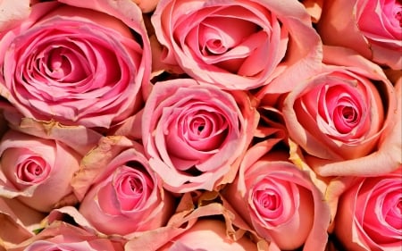 Roses - skin, trandafir, rose, texture, flower, pink