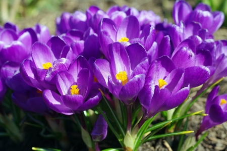 Crocuses - spring, flower, crocus, purple