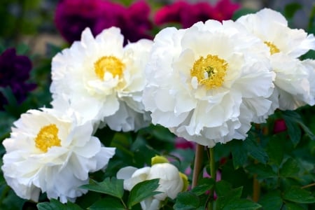 White peonies - white, flower, yellow, bujor, peony