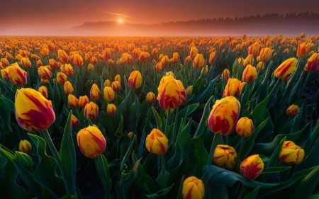 Sunset - lalea, albert dros, orange, field, tulip, sunset, flower