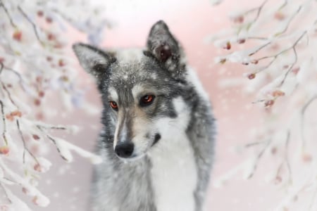 :-) - laika, winter, wolf, iarna, dog, caine, face