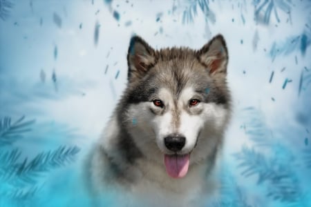 :-) - husky, winter, blue, dog, animal, iarna, caine, face, tongue