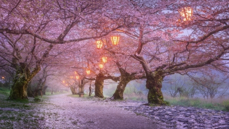 :-) - sakura, lantern, pink, blossom, cherry, tree, spring