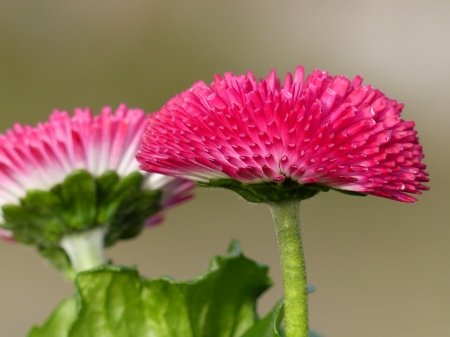 Spring flowers - green, colors, flowers, spring