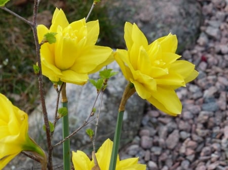 Daffodill - spring, gravel, yellow, daffodills