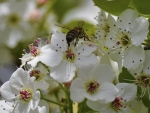 Busy Bee 33