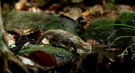 World Smallest Wild Cat