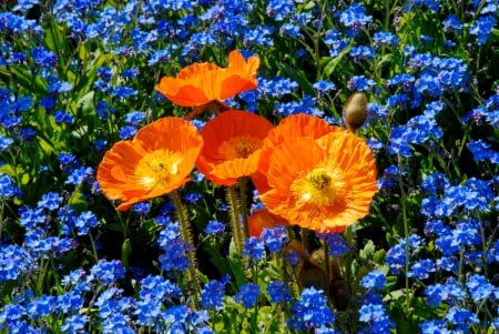 Spring flowers - flowers, pretty, carpet, beautiful, spring, meadow, freshness