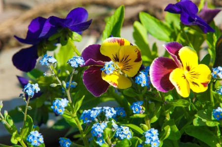 Garden pansies - flowers, pretty, violets, beautiful, garden, spring, park, pansies