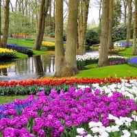 Keukenhof Gardens, Netherlands