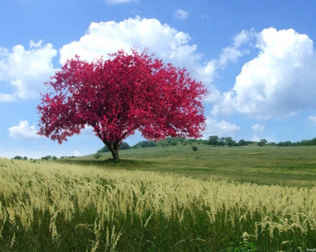 Lonely tree - sky, clouds, field, tree, autumn, grass