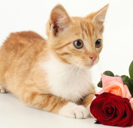 Kitten - kitten, pisici, rose, flower, cat