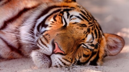 Sleeping wild - animals, wilderness, amazing, sleep, wild cats, big cats, cute, tiger, wild animals