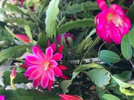 CACTUS FLOWERS