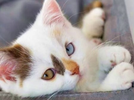 BEAUTIFUL EYES - ANIMAL, KITTEN, CUTE, IMAGE