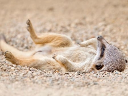 SLEEPING MEERKAT - ANIMAL, CUTE, IMAGE, NATURE