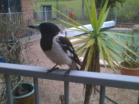 BUTCHER BIRD - IMAGE, NATURE, BIRD, BUTCHER