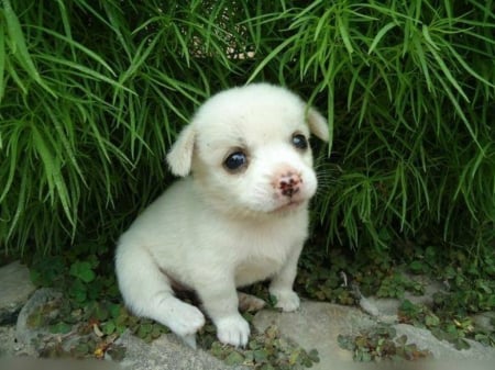 CUTE PUPPY - ANIMAL, CUTE, IMAGE, PUPPY