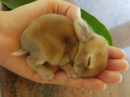 HANDFUL OF CUTENESS - BUNNY, IMAGE, NATURE, BABY