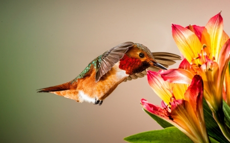 Hummingbird - wings, flowers, feathers, bird