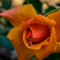 orange rose