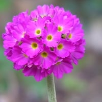 Pretty Primula Flowers