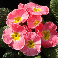 Sweet primula (Primrose)