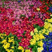 A bed of primula