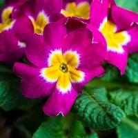 Vivid pink primula