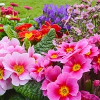 Pink primrose