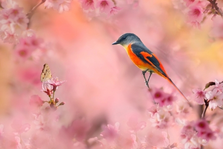 Little bird - branches, butterfly, flowers, cherry, bird