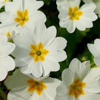 Large cup primrose