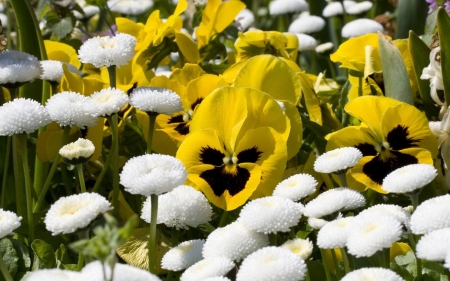 Yellow violets - violets, white flowers, field, spring