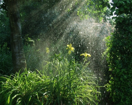 Rain in the forest - green, flowers, forest, rain