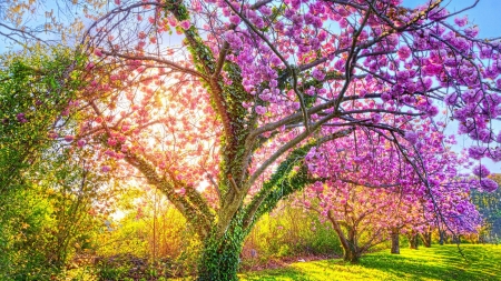 Pink Tree - spring, tree, meadow, pink flowers