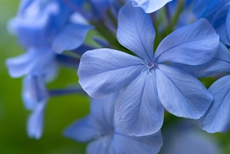 Flowers - closeup, macro, blue, green, flower