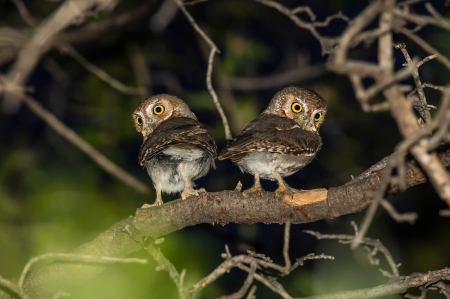 Dude, we need some privacy here! - pasari, couple, bufnita, night, tree, owl, bird