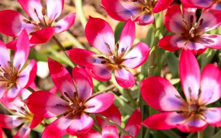 Tulips - red, flower, pink, tulip, spring, lalea