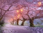 Cherry Blossoms in the Spring