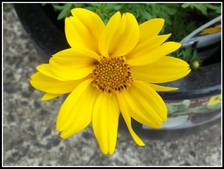 MY NEW DAISY - image, my, daisy, photography