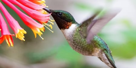 Hummingbird - petals, photography, blossom, colors, bird, flower