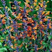Tango Hummingbird Mint Flowers